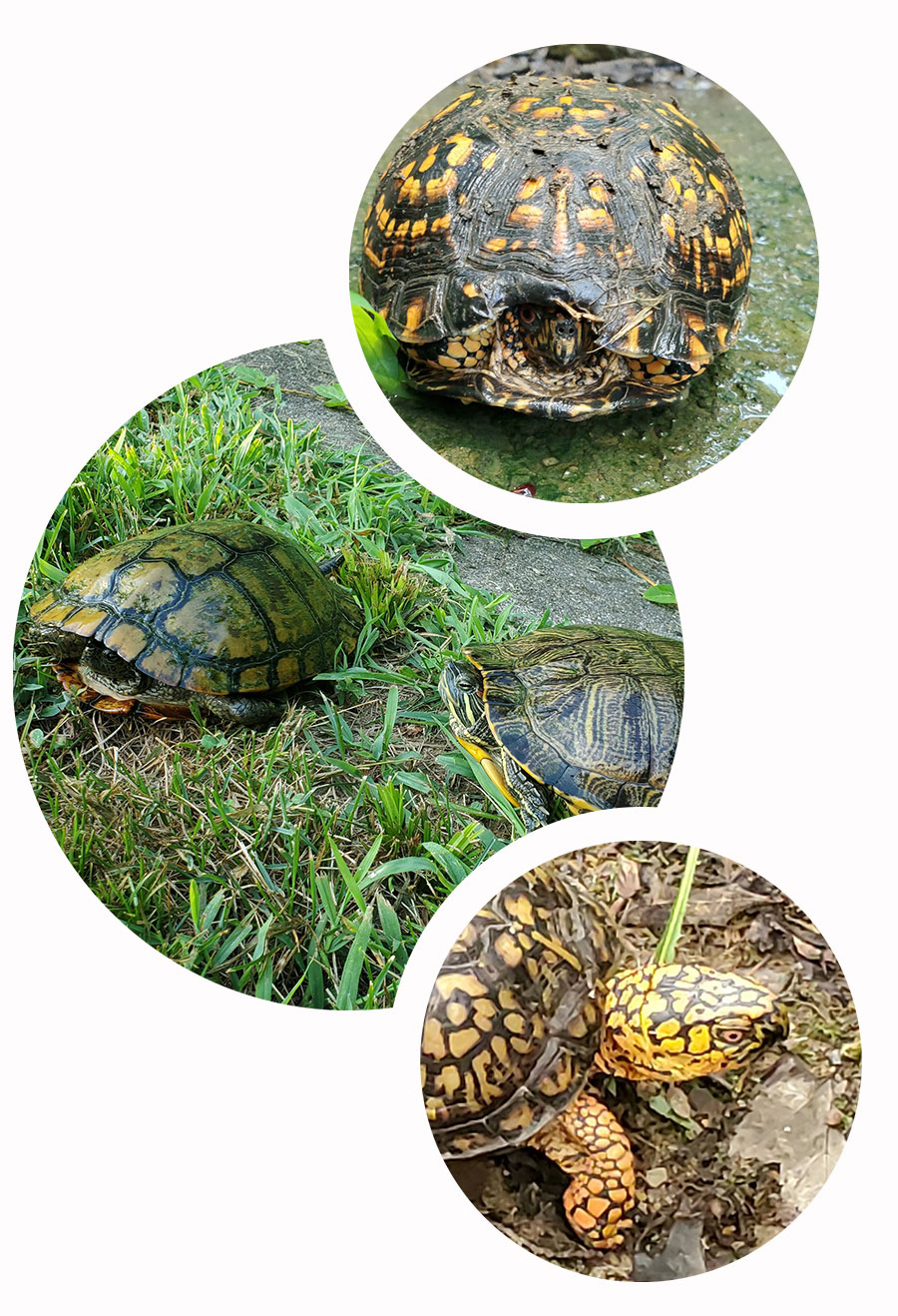 collage of turtles, box turtle inside shell, only one eye visible, two red-eared sliders hanging out on the grass, one box turtle with very yellow spots and head fully extended